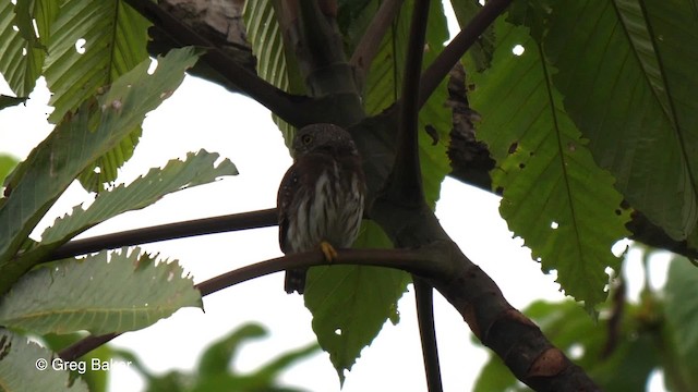 Chevêchette d'Amazonie - ML201793061