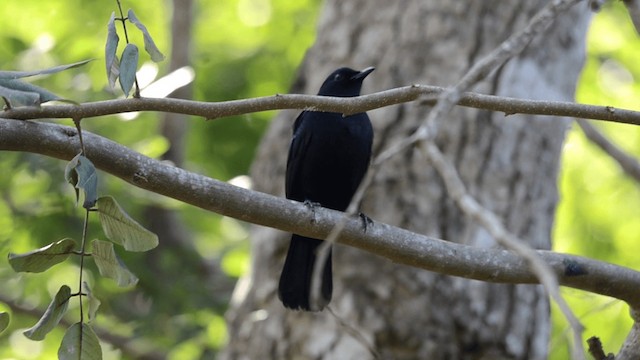 Black Catbird - ML201793101