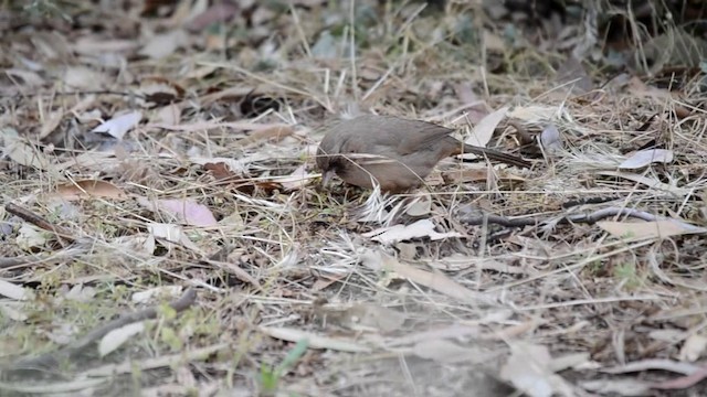 Abert's Towhee - ML201793111