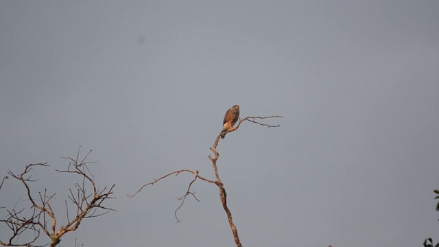 Roadside Hawk - ML201793121