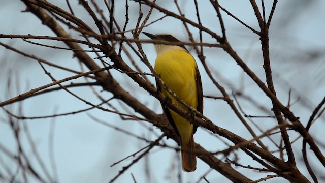 Great Kiskadee - ML201793131