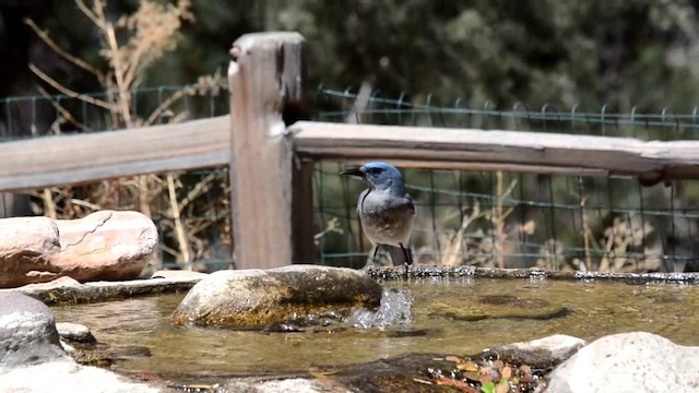 Mexican Jay (Arizona) - ML201793161