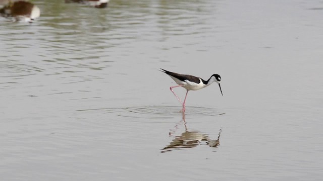 Black-necked Stilt (Black-necked) - ML201793191