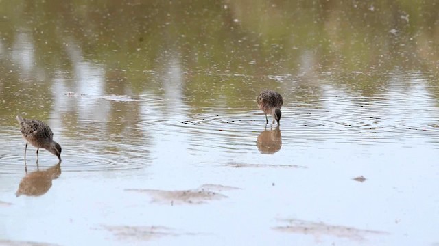 Long-billed Dowitcher - ML201793201