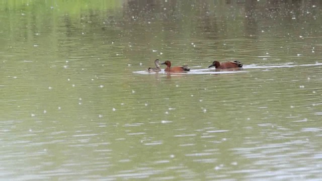 Cinnamon Teal - ML201793221