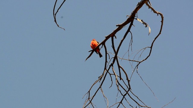 Vermilion Flycatcher - ML201793231