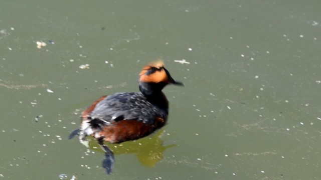 Horned Grebe - ML201793241