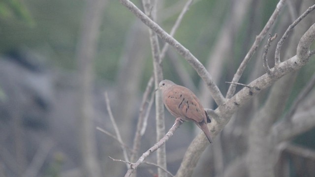 Ruddy Ground Dove - ML201793271