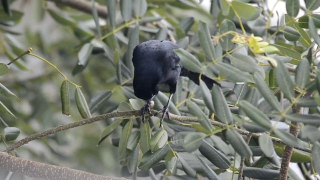 Great-tailed Grackle (Great-tailed) - ML201793291