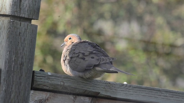 Mourning Dove - ML201793321