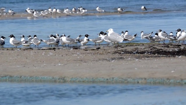 Franklin's Gull - ML201793351