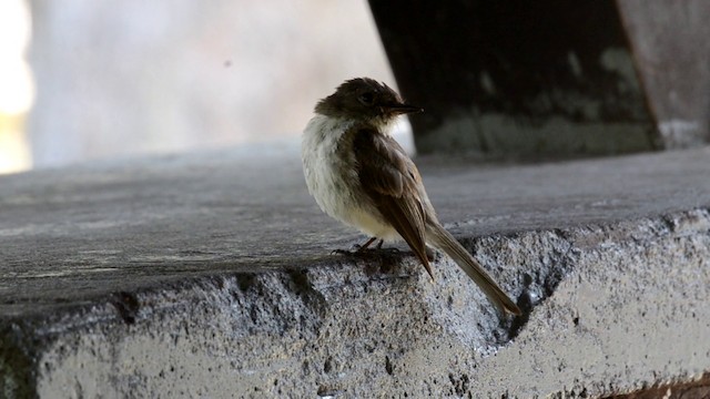 Eastern Phoebe - ML201793361