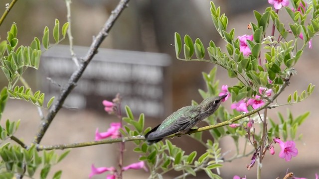 Anna's Hummingbird - ML201793371