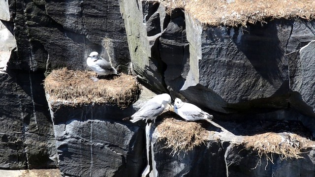 Black-legged Kittiwake (tridactyla) - ML201793391