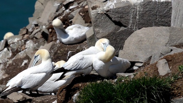 Northern Gannet - ML201793411