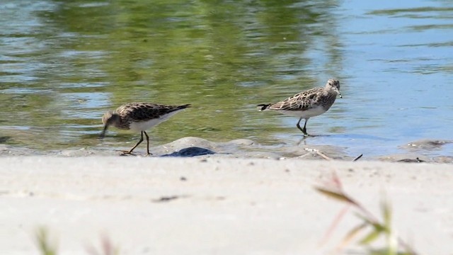 Pectoral Sandpiper - ML201793431