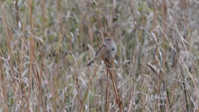 American Tree Sparrow - ML201793461