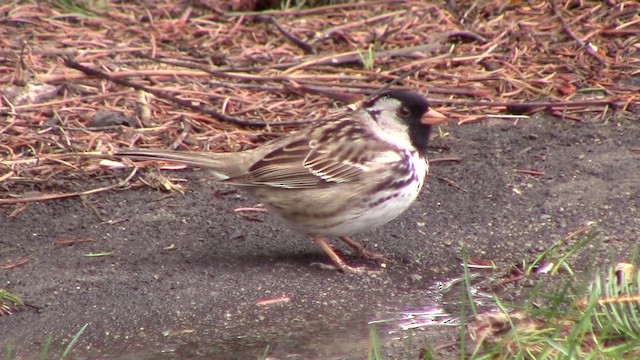 Harris's Sparrow - ML201793521