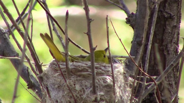 Yellow Warbler - ML201793541