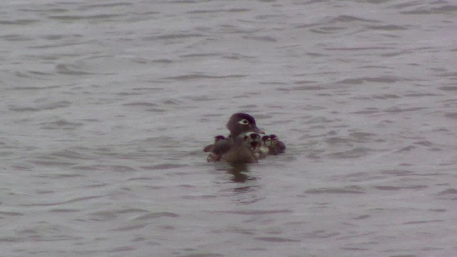 Wood Duck - ML201793551