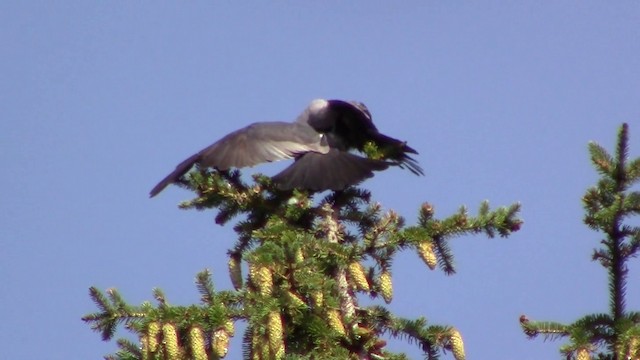 Mississippi Kite - ML201793571