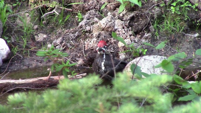 Pileated Woodpecker - ML201793581