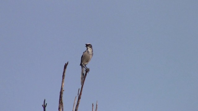 Florida Scrub-Jay - ML201793591