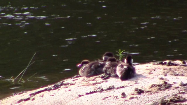 Common Goldeneye - ML201793621