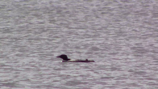 Common Loon - ML201793631