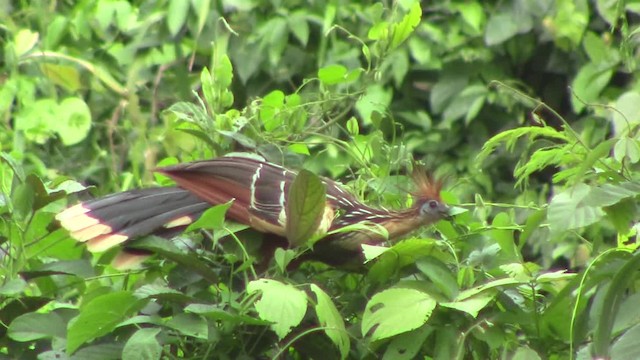 Hoatzin - ML201793671