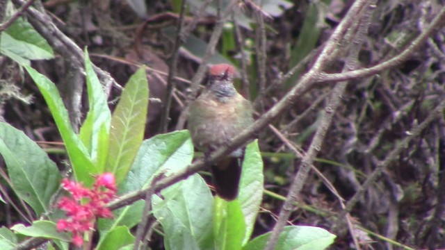 brunkronenålkolibri - ML201793701