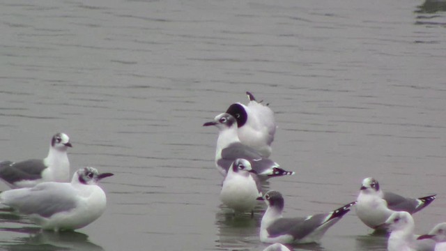 Andean Gull - ML201793761