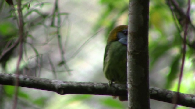 Versicolored Barbet - ML201793791