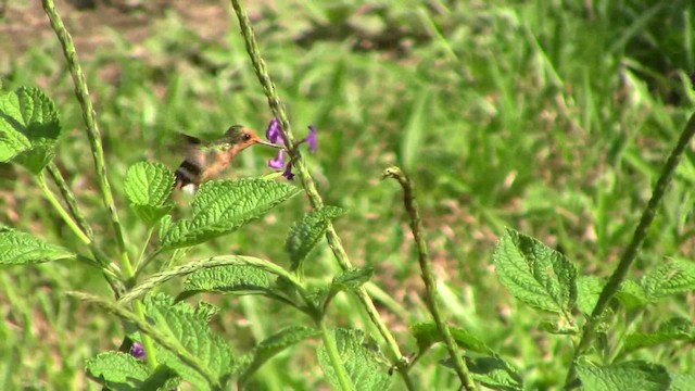 Rufous-crested Coquette - ML201793831