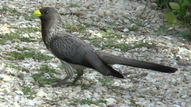 Western Plantain-eater - ML201793881