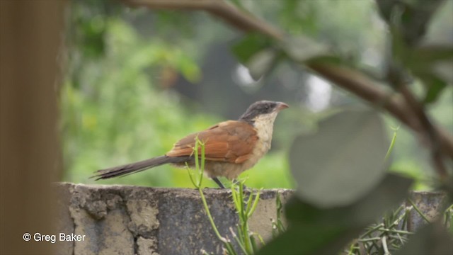 Coucal du Sénégal - ML201793931