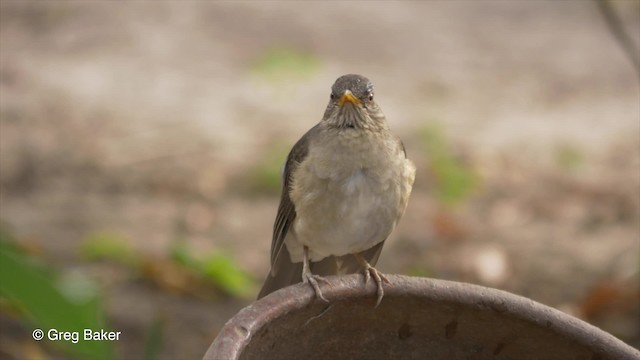 African Thrush (African) - ML201794041