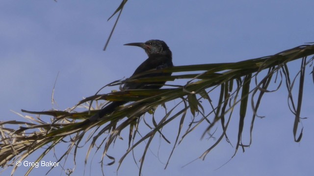 Green Woodhoopoe - ML201794061