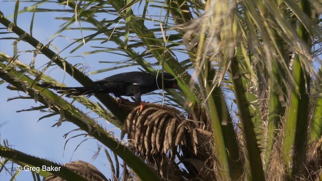 Green Woodhoopoe - ML201794071