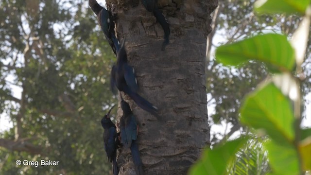 Abubilla Arbórea Verde - ML201794081