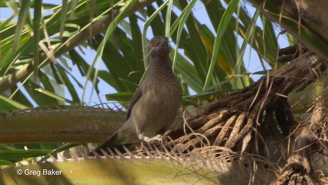 Brown Babbler - ML201794101