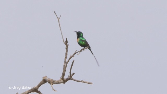 strdimil nádherný (ssp. pulchellus) - ML201794161