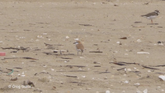 Pluvier à front blanc - ML201794181