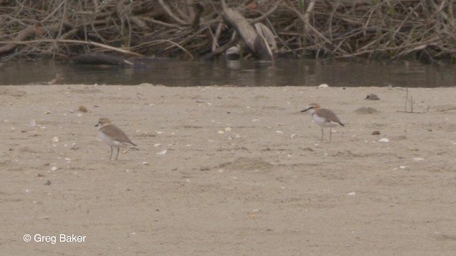 White-fronted Plover - ML201794201