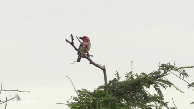 Vieillot's Barbet - ML201794231