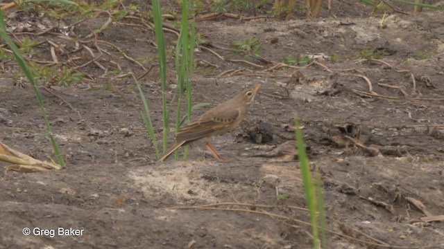 Plain-backed Pipit - ML201794251