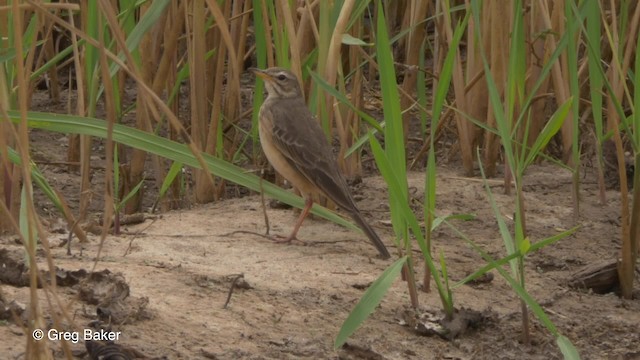 Plain-backed Pipit - ML201794261