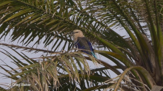 Blue-bellied Roller - ML201794311
