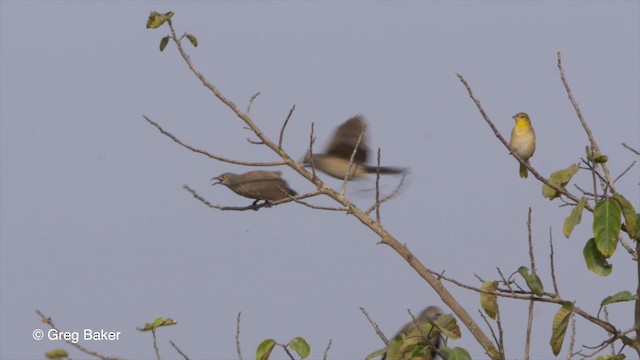 Brown Babbler - ML201794341