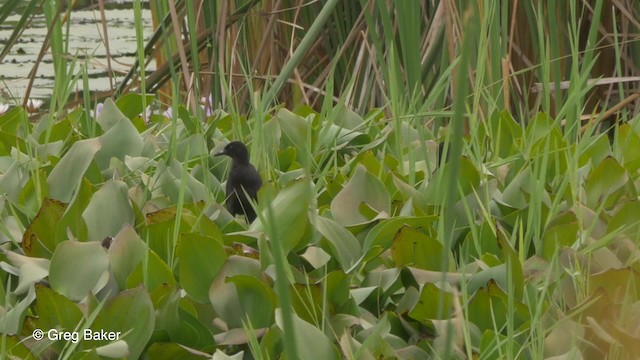 Black Crake - ML201794351